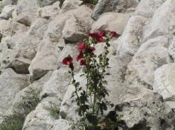 s-124f22e53c16ae50159f45cfa7b9097b_P3160027