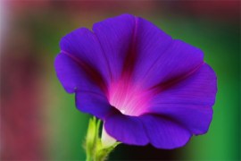 s11hutterstock_16145560